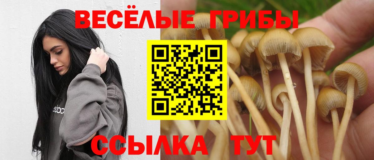 купить наркоту  Вход с VPN  Тында  Галлюциногенные грибы Psilocybe  Галлюциногенные грибы прущие грибы 